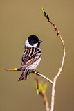 Image. Pallas's Reed Bunting