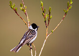 Image. Pallas's Reed Bunting