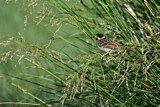 Image. Pallas's Reed Bunting