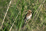 Image. Pallas's Reed Bunting