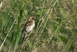 Image. Pallas's Reed Bunting