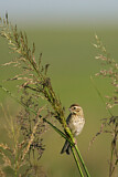 Image. Pallas's Reed Bunting