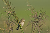 Image. Pallas's Reed Bunting