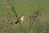 Image. Pallas's Reed Bunting