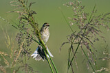 Image. Pallas's Reed Bunting