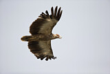 Image. Palm-nut Vulture