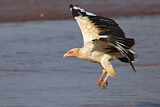 Image. Palm-nut Vulture