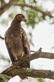 Image. Palm-nut Vulture