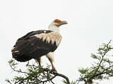 Image. Palm-nut Vulture
