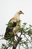 Image. Palm-nut Vulture