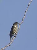 Image. Palmchat