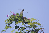 Image. Palmchat