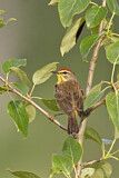 Image. Palmenwaldsänger
