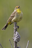 Image. Palmenwaldsänger