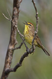 Image. Palmenwaldsänger