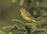 Image. Palmenwaldsänger