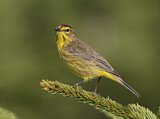 Image. Palmenwaldsänger