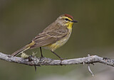 Image. Palmenwaldsänger