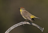 Image. Palmenwaldsänger