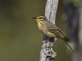 Image. Palmenwaldsänger