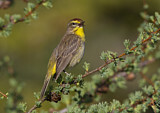 Image. Palmenwaldsänger