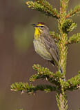 Image. Palmenwaldsänger