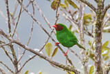 Image. Papageitangare