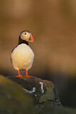 Image. Papageitaucher