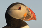 Image. Papageitaucher