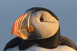 Image. Papageitaucher
