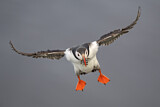 Image. Papageitaucher