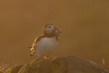 Image. Papageitaucher