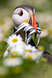 Image. Papageitaucher