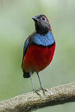 Image. Papua-Blaubrustpitta