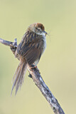 Image. Papuan Grassbird