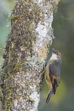 Image. Papuan Treecreeper