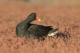 Image. Papuateichhuhn
