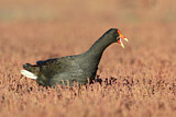 Image. Papuateichhuhn