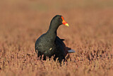 Image. Papuateichhuhn