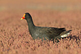 Image. Papuateichhuhn