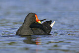 Image. Papuateichhuhn