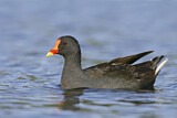 Image. Papuateichhuhn