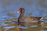 Image. Papuateichhuhn