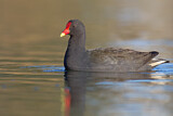 Image. Papuateichhuhn