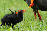 Image. Papuateichhuhn