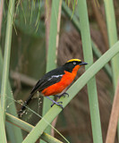 Image. Papyrus Gonolek