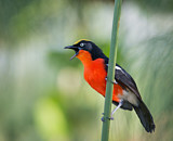 Image. Papyrus Gonolek