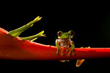 Image. Parachuting red-eyed leaf frog