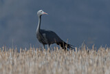 Image. Paradieskranich