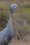 Image. Paradieskranich